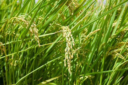 simsearch:656-02879675,k - closeup of paddy rice field background. Food and natural concept Stock Photo - Budget Royalty-Free & Subscription, Code: 400-07892415