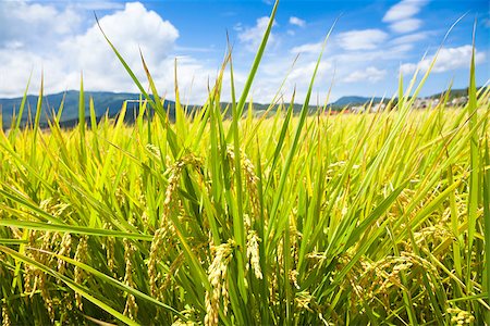 simsearch:400-04740132,k - green rice field with sky and cloud background. natural concept Stock Photo - Budget Royalty-Free & Subscription, Code: 400-07892416