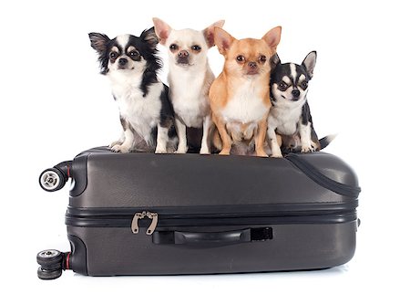 simsearch:400-07893849,k - Chihuahuas on Suitcase in front of white background Foto de stock - Super Valor sin royalties y Suscripción, Código: 400-07892839