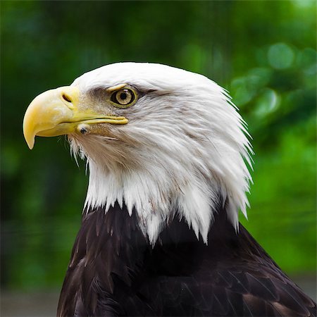 simsearch:400-06421178,k - A portrait of bald eagle looking left in the woods. Foto de stock - Royalty-Free Super Valor e Assinatura, Número: 400-07893063