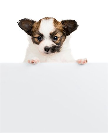 simsearch:400-07513010,k - Papillon puppy, 1 month old, relies on blank banner. White background Stock Photo - Budget Royalty-Free & Subscription, Code: 400-07893089