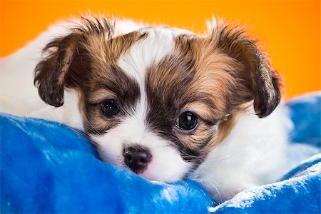 simsearch:400-07513010,k - Cute Papillon puppy age of one and a half months  lying on pillow on a orange background Stock Photo - Budget Royalty-Free & Subscription, Code: 400-07893094