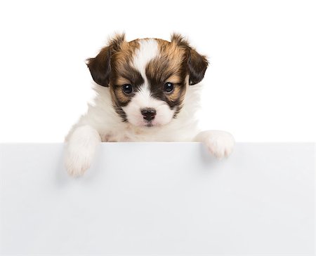 simsearch:400-07513010,k - Papillon puppy, 1 month old, relies on blank banner. White background Stock Photo - Budget Royalty-Free & Subscription, Code: 400-07893090