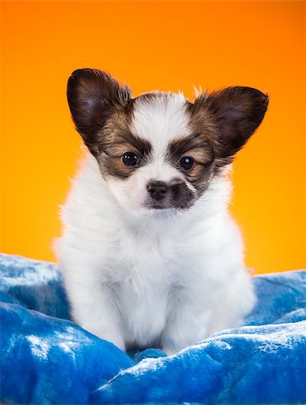 simsearch:400-07513010,k - Cute Papillon puppy age of one and a half months on a orange background Stock Photo - Budget Royalty-Free & Subscription, Code: 400-07893092