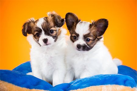 simsearch:400-07513010,k - Two cute Papillon puppies age of one and a half months on a orange background Stock Photo - Budget Royalty-Free & Subscription, Code: 400-07893093