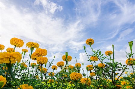 Marigolds or Tagetes erecta flower in the nature or garden Stock Photo - Budget Royalty-Free & Subscription, Code: 400-07893112