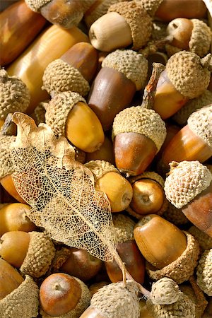 details of ripe acorns and leaf Stock Photo - Budget Royalty-Free & Subscription, Code: 400-07893150