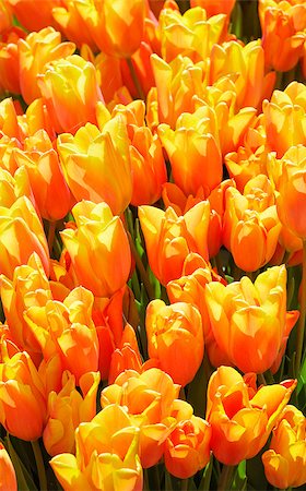 simsearch:400-04416181,k - Beautiful red-yellow tulips close-up (nature spring background). Fotografie stock - Microstock e Abbonamento, Codice: 400-07893618