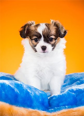 simsearch:400-07513010,k - Cute Papillon puppy age of one and a half months  lying on pillow on a orange background Stock Photo - Budget Royalty-Free & Subscription, Code: 400-07893809