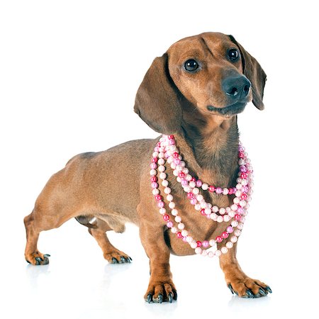 dogs with jewelry - dachshund dog and collar in front of white background Stock Photo - Budget Royalty-Free & Subscription, Code: 400-07893846