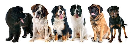 giant dogs in front of white background Stock Photo - Budget Royalty-Free & Subscription, Code: 400-07893847
