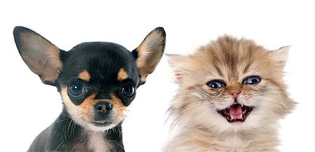 portrait of a cute purebred  puppy chihuahua and persian kitten in front of white background Stock Photo - Budget Royalty-Free & Subscription, Code: 400-07893849