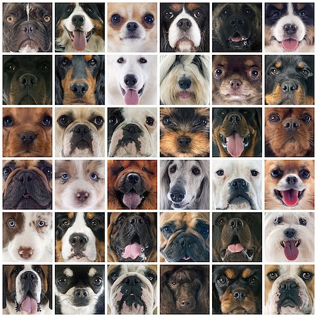 simsearch:400-07918901,k - composite picture of group of purebred dogs Stockbilder - Microstock & Abonnement, Bildnummer: 400-07893859