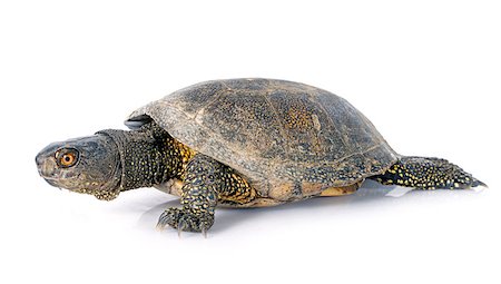 simsearch:400-06556684,k - European pond turtle in front of white background Fotografie stock - Microstock e Abbonamento, Codice: 400-07893851