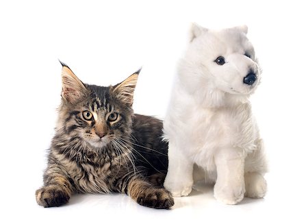 simsearch:400-07896311,k - maine coon kitten and toy in front of white background Photographie de stock - Aubaine LD & Abonnement, Code: 400-07893872