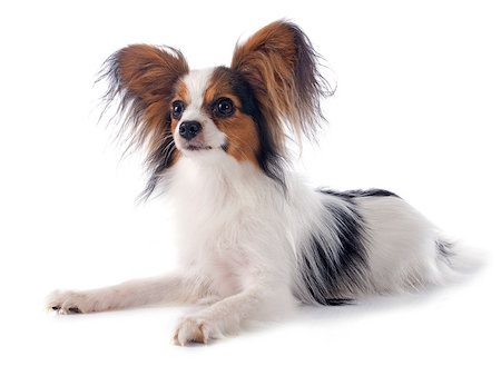 simsearch:400-08098706,k - young papillon in front of white background Stock Photo - Budget Royalty-Free & Subscription, Code: 400-07893896