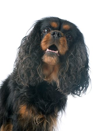 simsearch:400-08098706,k - cavalier king charles in front of white background Stock Photo - Budget Royalty-Free & Subscription, Code: 400-07893900