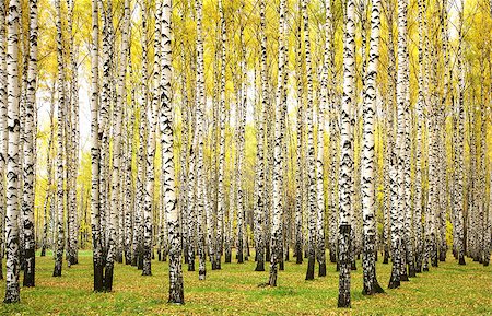 simsearch:400-07042487,k - Autumn birches Stock Photo - Budget Royalty-Free & Subscription, Code: 400-07893970