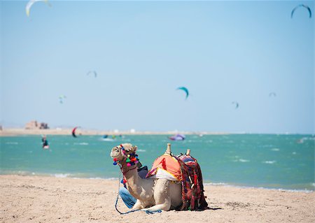 dromedario - Dromedary camel on egyptian beach in summer with kite surfers in background Photographie de stock - Aubaine LD & Abonnement, Code: 400-07900057