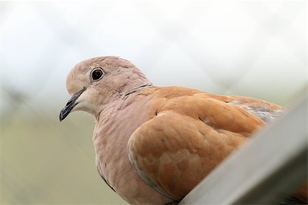 simsearch:400-03987330,k - portrait of eurasian collared dove ( Streptopelia decaocto ) Stockbilder - Microstock & Abonnement, Bildnummer: 400-07900053