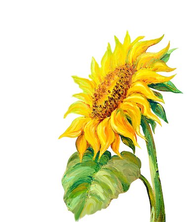 simsearch:400-07893049,k - Sunflower isolated on white,  oil painting Photographie de stock - Aubaine LD & Abonnement, Code: 400-07902802