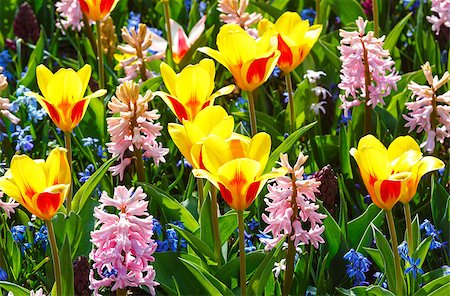 Beautiful yellow-red tulips and pink hyacinths close-up (nature spring background). Stock Photo - Budget Royalty-Free & Subscription, Code: 400-07902962