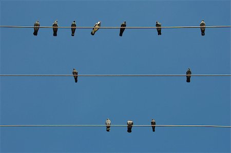 sirylok (artist) - Pigeon birds sitting on a wire and blue sky background. Fotografie stock - Microstock e Abbonamento, Codice: 400-07903277