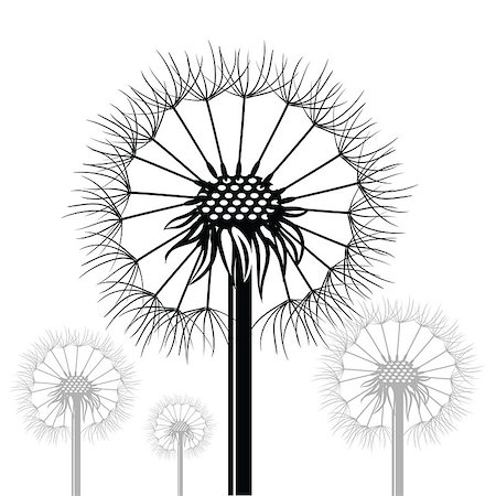 dandelion blowing in the wind - illustration  with dandelions siltouettes  on white background Stock Photo - Budget Royalty-Free & Subscription, Code: 400-07903354