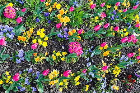 Beautiful pink tulips and Viola tricolor flowers in the spring time. Nature many-colored background. Photographie de stock - Aubaine LD & Abonnement, Code: 400-07903645