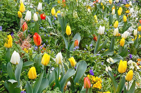 simsearch:400-04416181,k - Beautiful varicolored tulips  in the spring time. Nature many-coloured background. Fotografie stock - Microstock e Abbonamento, Codice: 400-07903647