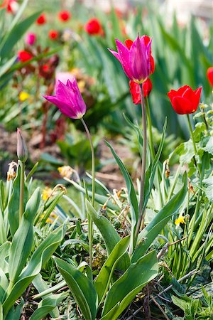 simsearch:400-06633565,k - Beautiful flowerbed in the spring time. Nature many-colored background. Fotografie stock - Microstock e Abbonamento, Codice: 400-07903648