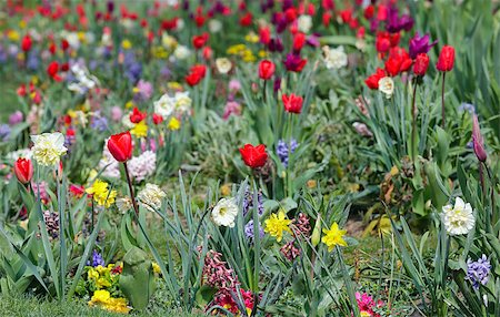 simsearch:400-04416181,k - Beautiful flowerbed in the spring time. Nature many-colored background. Fotografie stock - Microstock e Abbonamento, Codice: 400-07903649