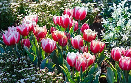 simsearch:400-04416181,k - Beautiful red-white tulips in spring park. Fotografie stock - Microstock e Abbonamento, Codice: 400-07903652