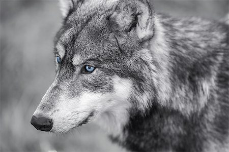 Black and white photograph of North American Gray Wolf, Canis Lupus, with blue eyes Stock Photo - Budget Royalty-Free & Subscription, Code: 400-07903660