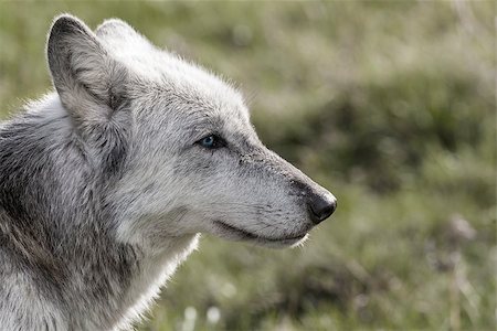 simsearch:400-07115296,k - Desaturated photograph of North American Gray Wolf, Canis Lupus, with blue eyes Photographie de stock - Aubaine LD & Abonnement, Code: 400-07903661