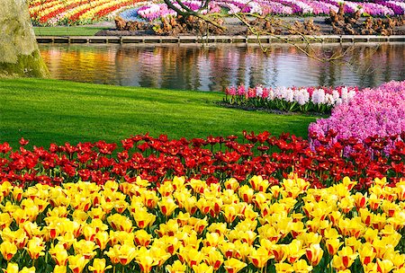 simsearch:400-04416181,k - Beautiful yellow tulips and varicolored hyacinths near pond. Spring park. Fotografie stock - Microstock e Abbonamento, Codice: 400-07903671