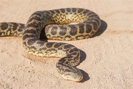 simsearch:400-07088392,k - Closeup of desert rock python snake crawling on sandy arid ground Foto de stock - Super Valor sin royalties y Suscripción, Código: 400-07903728