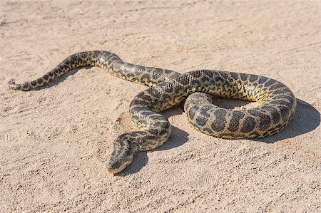 simsearch:400-07088392,k - Closeup of desert rock python snake crawling on sandy arid ground Foto de stock - Super Valor sin royalties y Suscripción, Código: 400-07903729