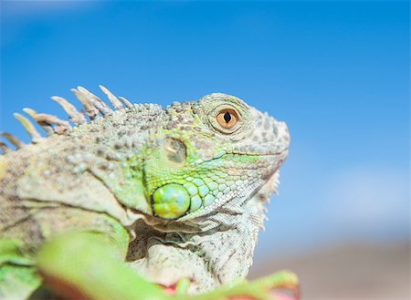 simsearch:400-04348871,k - Closeup detail of a chameleon head against blue sky background Photographie de stock - Aubaine LD & Abonnement, Code: 400-07903732