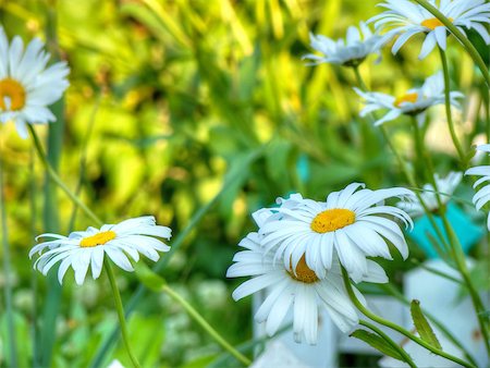 simsearch:400-07758113,k - Summer background with big daisies in the garden, sunny day. Foto de stock - Super Valor sin royalties y Suscripción, Código: 400-07914580