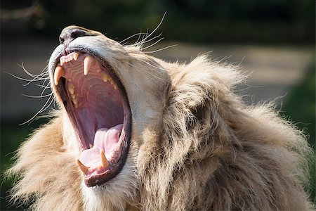 Male Lion yawning widely, showing teeth Stock Photo - Budget Royalty-Free & Subscription, Code: 400-07914621