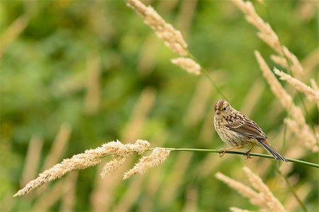 House sparrow in a grass field resting on a straw. Foto de stock - Super Valor sin royalties y Suscripción, Código: 400-07914805