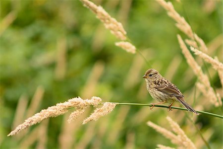 House sparrow in a grass field resting on a straw. Foto de stock - Super Valor sin royalties y Suscripción, Código: 400-07914806