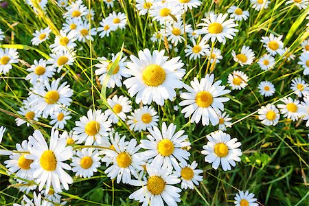 simsearch:400-04830667,k - wide angle evening shoot of spring daisy flower field Photographie de stock - Aubaine LD & Abonnement, Code: 400-07915494