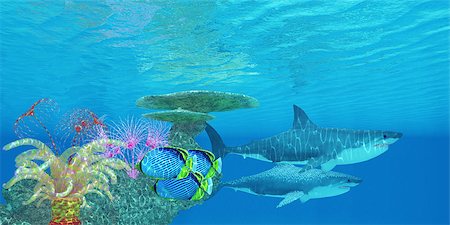 falterfisch - Three Black-backed Butterflyfish swim toward the shelter of a reef to hide from two Great White sharks. Stockbilder - Microstock & Abonnement, Bildnummer: 400-07915566