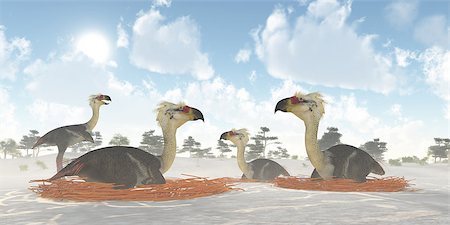 A male Phorusrhacos bird of prey watches over a colony of nesting females during the Miocene Era. Stock Photo - Budget Royalty-Free & Subscription, Code: 400-07915570