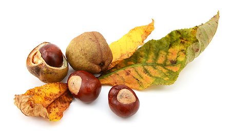 Yellow and green fall foliage from a red horse chestnut with conkers and smooth seed cases, isolated on a white background Fotografie stock - Microstock e Abbonamento, Codice: 400-07915585
