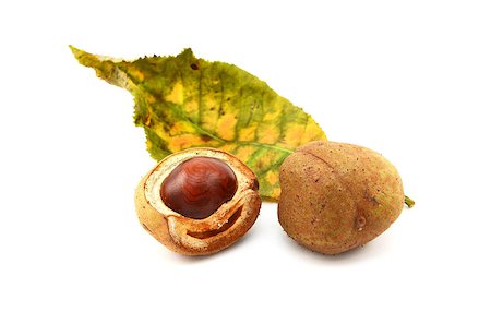 Red horse chestnut tree leaf and conker cases and seed, isolated on a white background Fotografie stock - Microstock e Abbonamento, Codice: 400-07915583