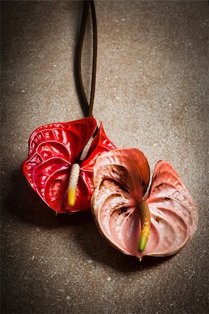 beautiful two anthurium on a brown marble Fotografie stock - Microstock e Abbonamento, Codice: 400-07915593