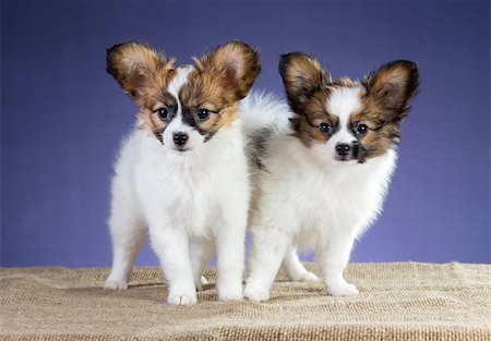 sac à dos - Two Papillon puppies standing on a blue background Foto de stock - Super Valor sin royalties y Suscripción, Código: 400-07915805